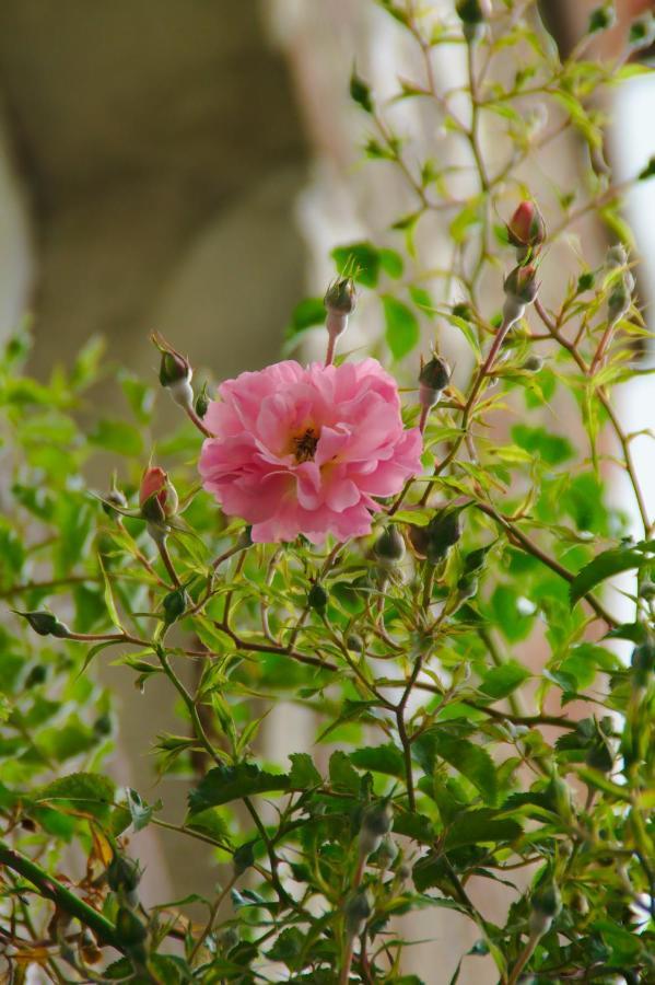 Villa Valentine Veules-les-Roses Dış mekan fotoğraf